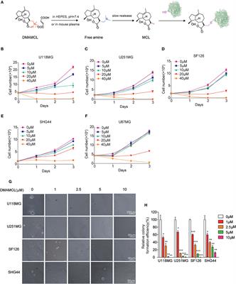 Dimethylaminomicheliolide (DMAMCL) Suppresses the Proliferation of Glioblastoma Cells via Targeting Pyruvate Kinase 2 (PKM2) and Rewiring Aerobic Glycolysis